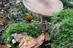 Champignon