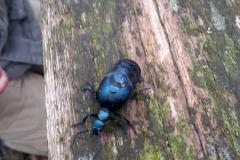 insecte